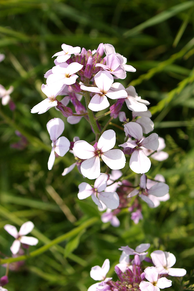 Hesperis matronalis / Esperide